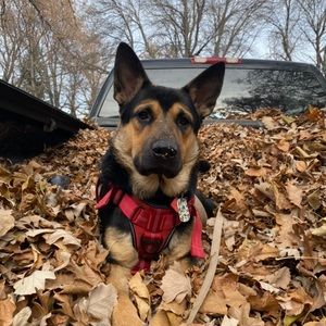 Meet your Posher, Max